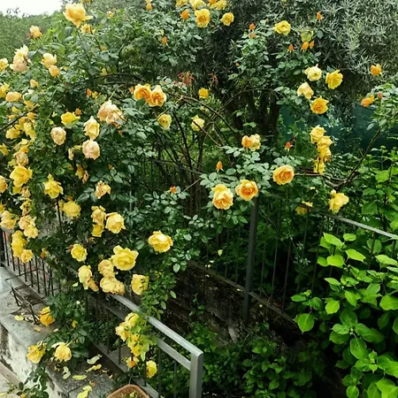 Amrita Rosa 게스트하우스