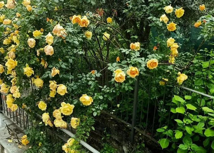Amrita Rosa Casa de hóspedes